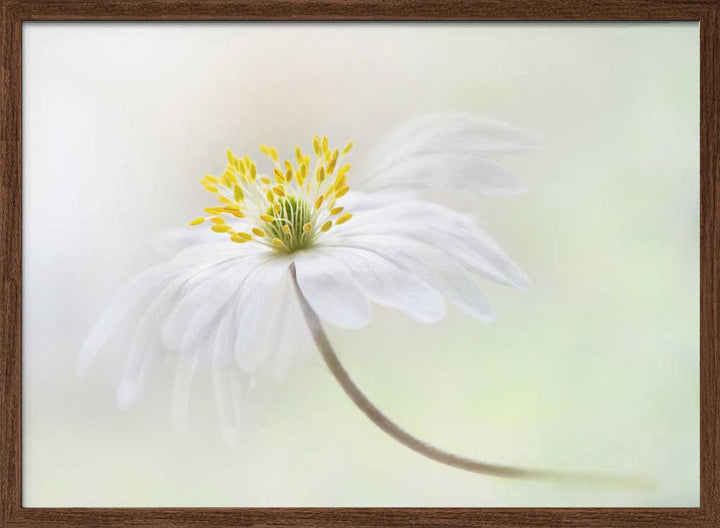 Gentle White Bloom - Stretched Canvas Poster or Fine Art Print