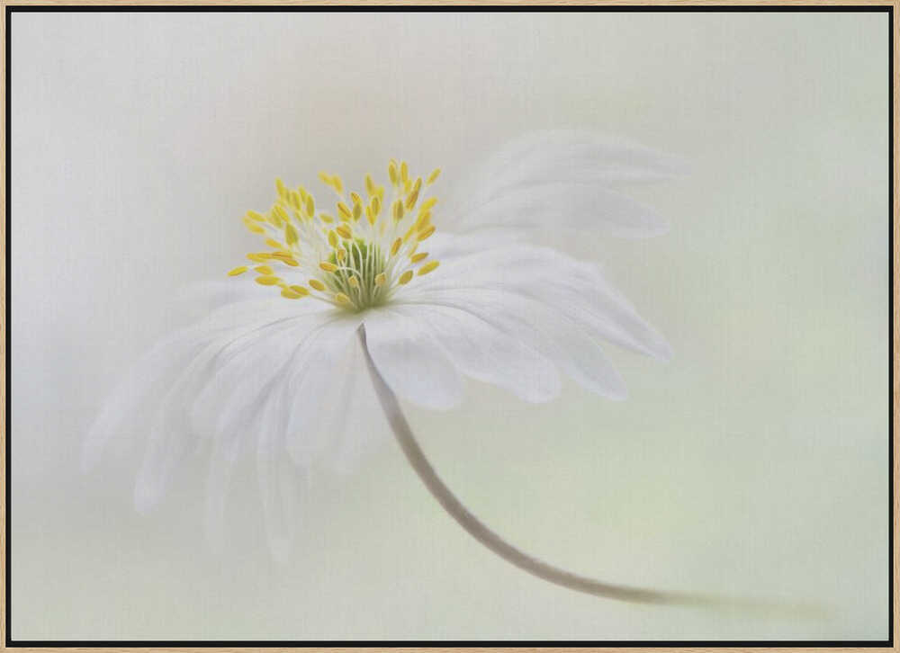 Gentle White Bloom - Stretched Canvas Poster or Fine Art Print