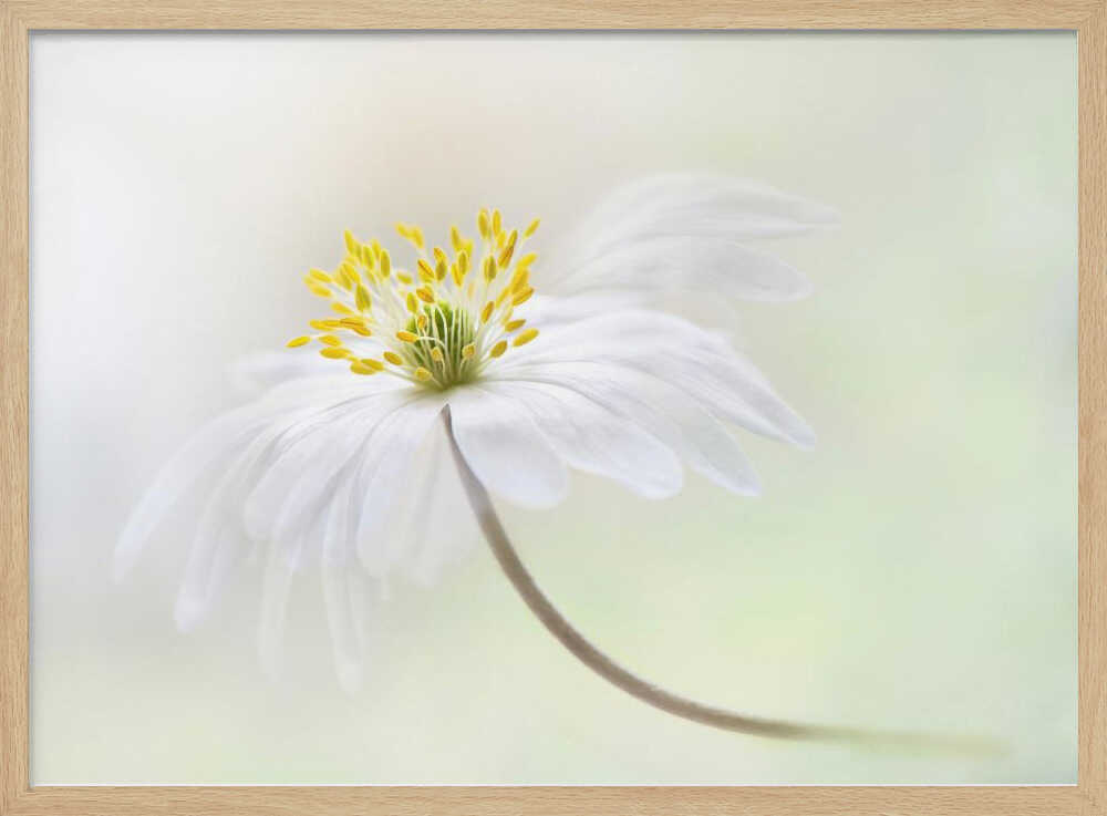 Gentle White Bloom - Stretched Canvas Poster or Fine Art Print