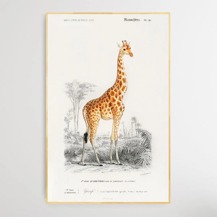 Giraffa Camelopardalis - Giraffe Vintage Art Print - I Heart Wall Art