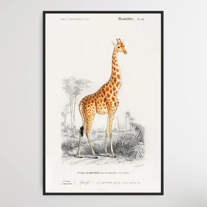 Giraffa Camelopardalis - Giraffe Vintage Art Print - I Heart Wall Art
