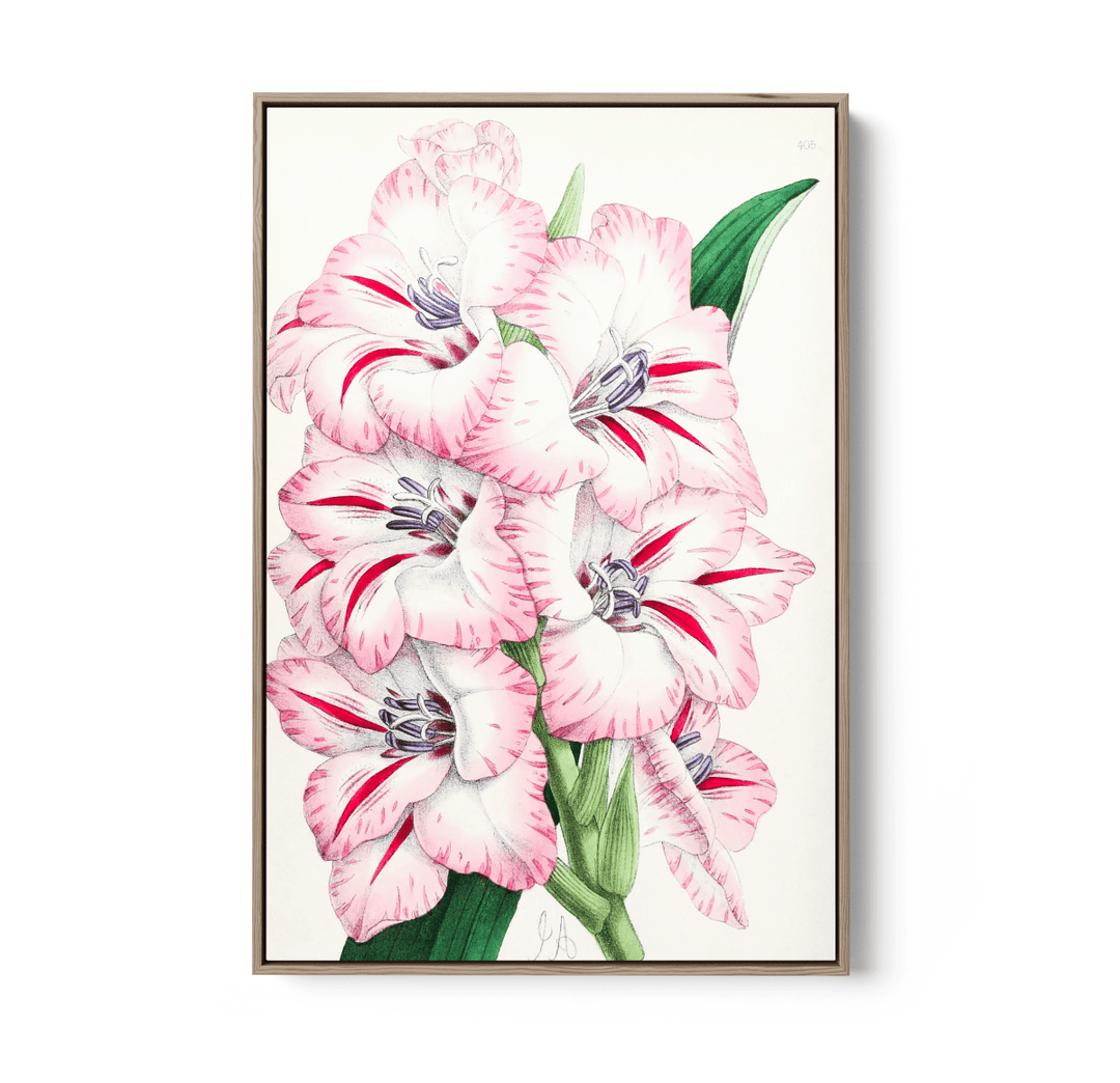 Gladiolus from The Floral Magazine (1861 - 1881) by Worthington G. Smith, John N. Fitch and Walter H. Fitch - Botanical Illustration Stretched Canvas or Wall Art Print - I Heart Wall Art - Poster Print, Canvas Print or Framed Art Print