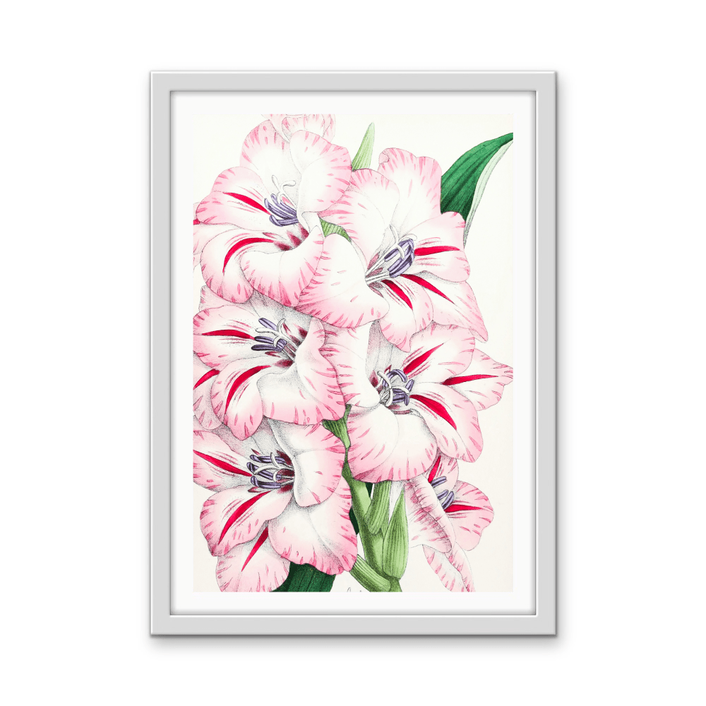 Gladiolus from The Floral Magazine (1861 - 1881) by Worthington G. Smith, John N. Fitch and Walter H. Fitch - Botanical Illustration Stretched Canvas or Wall Art Print - I Heart Wall Art - Poster Print, Canvas Print or Framed Art Print