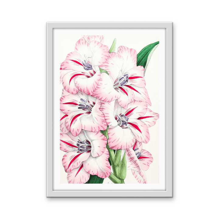 Gladiolus from The Floral Magazine (1861 - 1881) by Worthington G. Smith, John N. Fitch and Walter H. Fitch - Botanical Illustration Stretched Canvas or Wall Art Print - I Heart Wall Art - Poster Print, Canvas Print or Framed Art Print