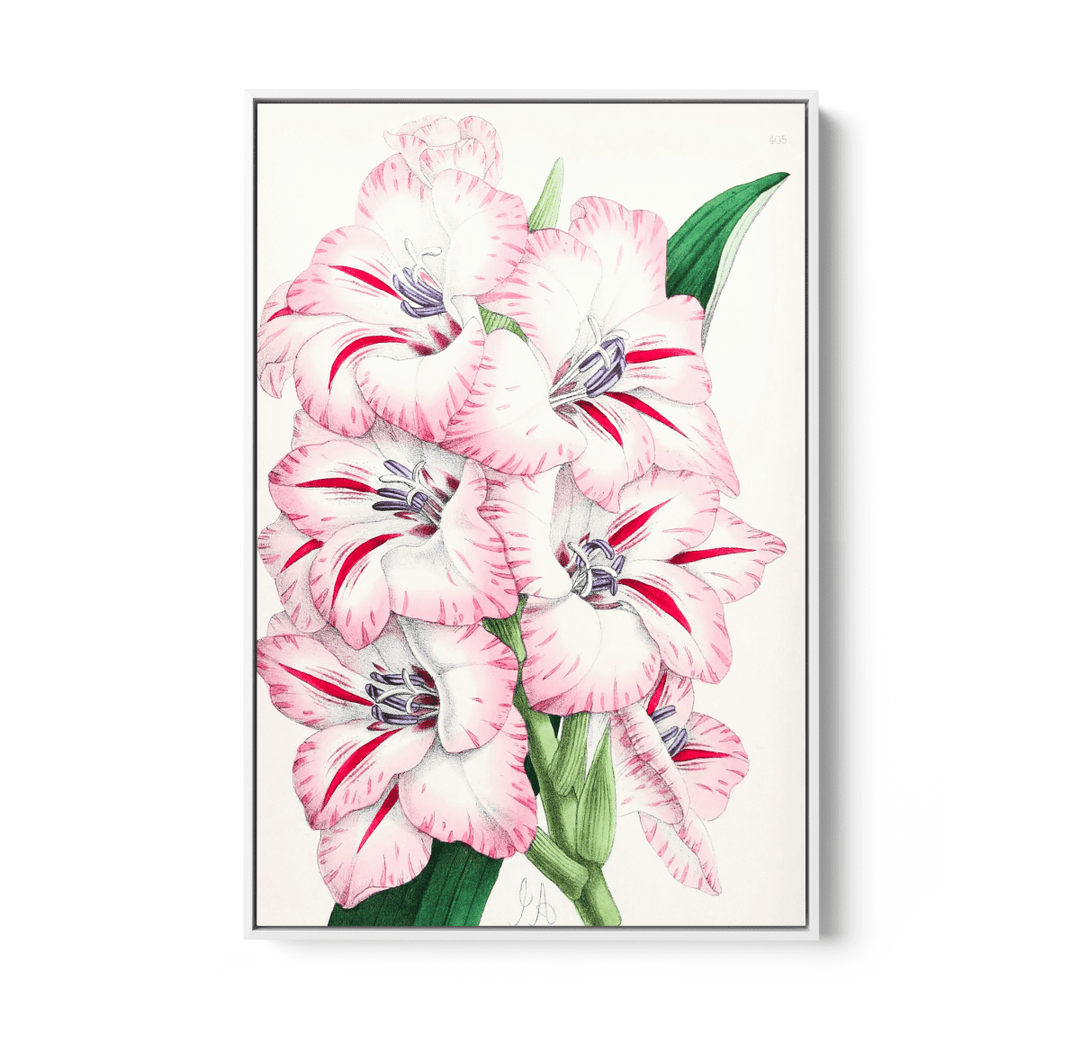 Gladiolus from The Floral Magazine (1861 - 1881) by Worthington G. Smith, John N. Fitch and Walter H. Fitch - Botanical Illustration Stretched Canvas or Wall Art Print - I Heart Wall Art - Poster Print, Canvas Print or Framed Art Print
