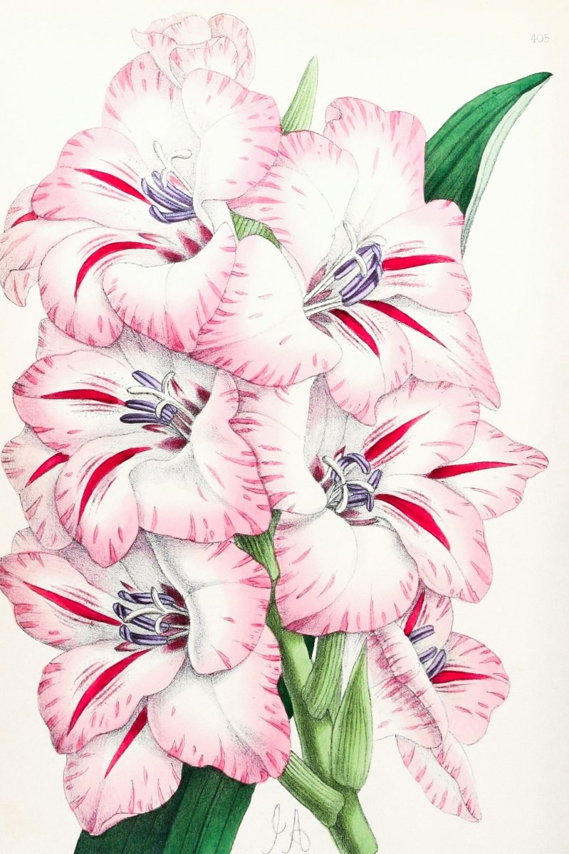 Gladiolus from The Floral Magazine (1861 - 1881) by Worthington G. Smith, John N. Fitch and Walter H. Fitch - Botanical Illustration Stretched Canvas or Wall Art Print - I Heart Wall Art - Poster Print, Canvas Print or Framed Art Print
