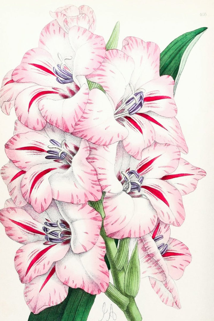 Gladiolus from The Floral Magazine (1861 - 1881) by Worthington G. Smith, John N. Fitch and Walter H. Fitch - Botanical Illustration Stretched Canvas or Wall Art Print - I Heart Wall Art - Poster Print, Canvas Print or Framed Art Print