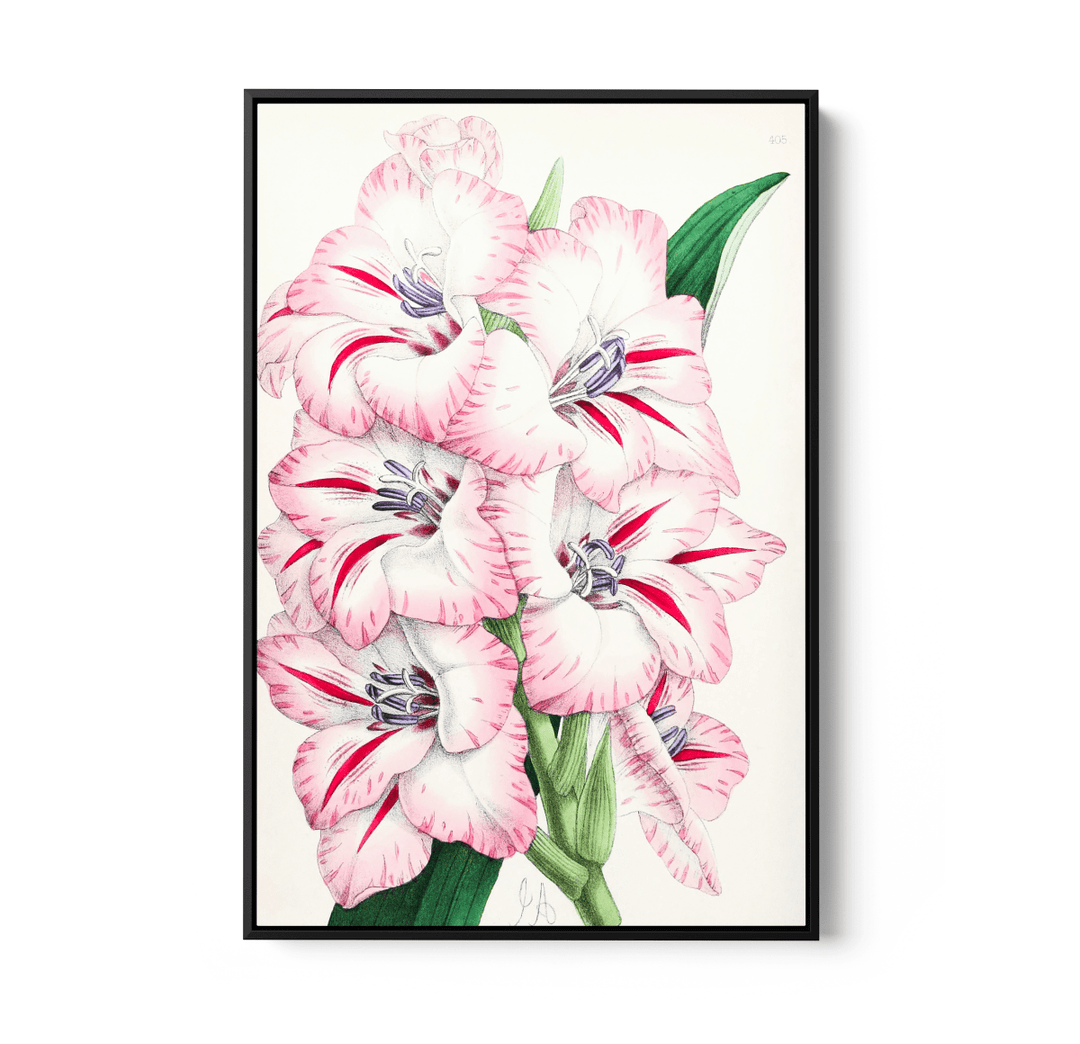 Gladiolus from The Floral Magazine (1861 - 1881) by Worthington G. Smith, John N. Fitch and Walter H. Fitch - Botanical Illustration Stretched Canvas or Wall Art Print - I Heart Wall Art - Poster Print, Canvas Print or Framed Art Print