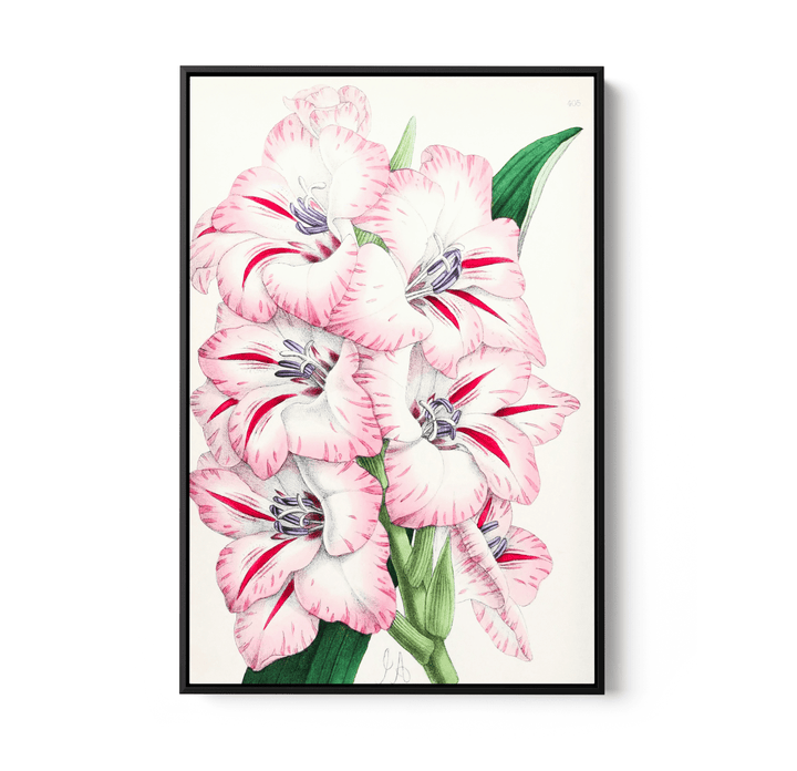 Gladiolus from The Floral Magazine (1861 - 1881) by Worthington G. Smith, John N. Fitch and Walter H. Fitch - Botanical Illustration Stretched Canvas or Wall Art Print - I Heart Wall Art - Poster Print, Canvas Print or Framed Art Print