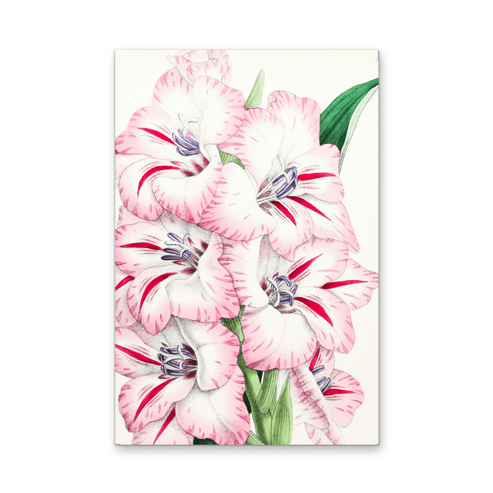 Gladiolus from The Floral Magazine (1861 - 1881) by Worthington G. Smith, John N. Fitch and Walter H. Fitch - Botanical Illustration Stretched Canvas or Wall Art Print - I Heart Wall Art - Poster Print, Canvas Print or Framed Art Print