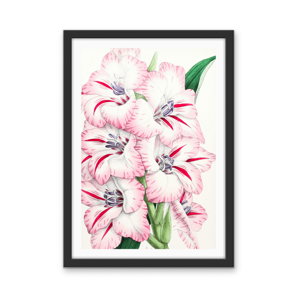 Gladiolus from The Floral Magazine (1861 - 1881) by Worthington G. Smith, John N. Fitch and Walter H. Fitch - Botanical Illustration Stretched Canvas or Wall Art Print - I Heart Wall Art - Poster Print, Canvas Print or Framed Art Print