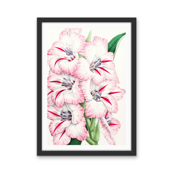 Gladiolus from The Floral Magazine (1861 - 1881) by Worthington G. Smith, John N. Fitch and Walter H. Fitch - Botanical Illustration Stretched Canvas or Wall Art Print - I Heart Wall Art - Poster Print, Canvas Print or Framed Art Print