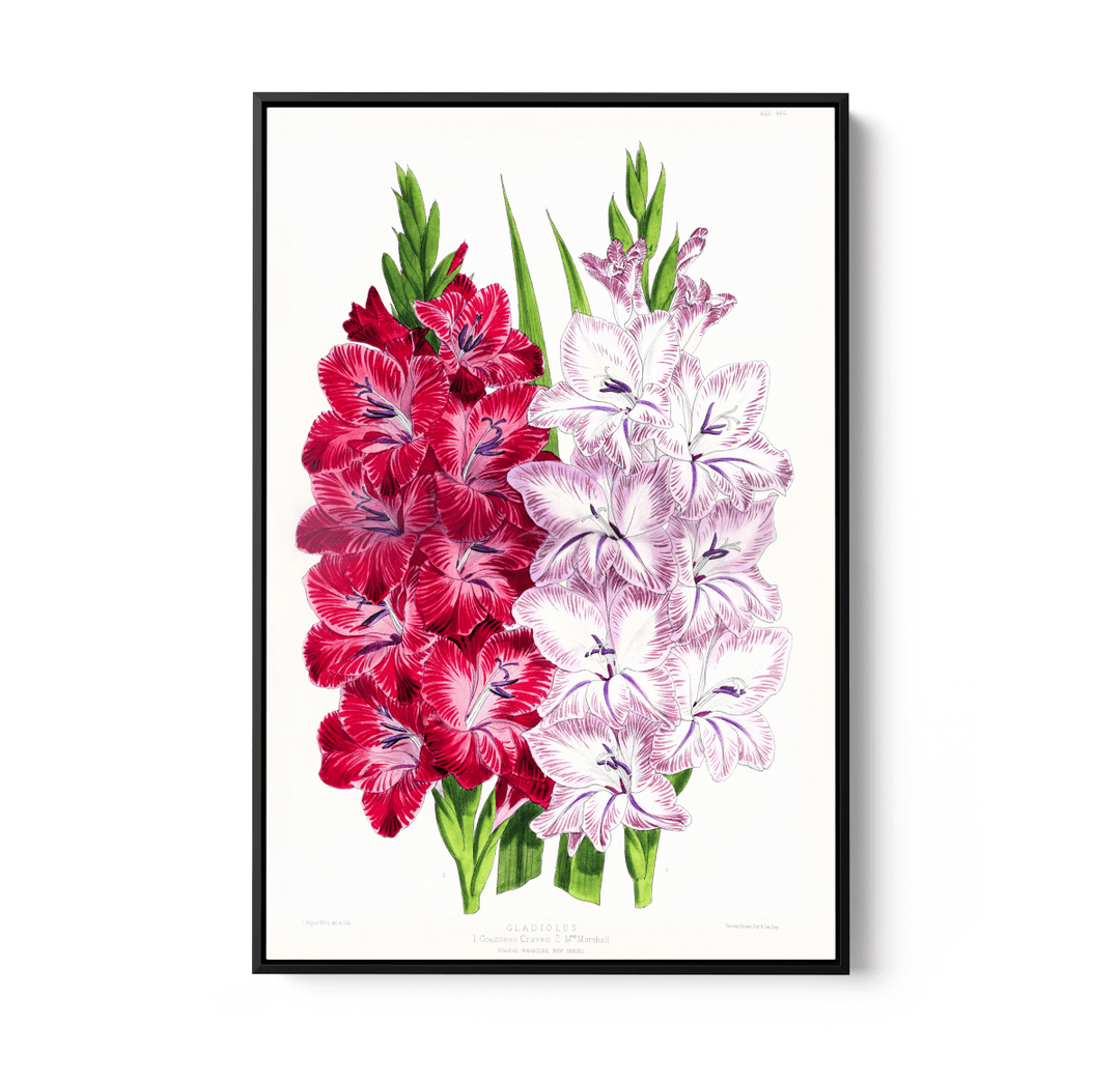 Gladiolus Two from The Floral Magazine (1861 - 1881) by Worthington G. Smith, John N. Fitch and Walter H. Fitch - Botanical Illustration Stretched Canvas or Wall Art Print - I Heart Wall Art - Poster Print, Canvas Print or Framed Art Print