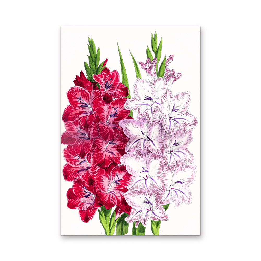 Gladiolus Two from The Floral Magazine (1861 - 1881) by Worthington G. Smith, John N. Fitch and Walter H. Fitch - Botanical Illustration Stretched Canvas or Wall Art Print - I Heart Wall Art - Poster Print, Canvas Print or Framed Art Print