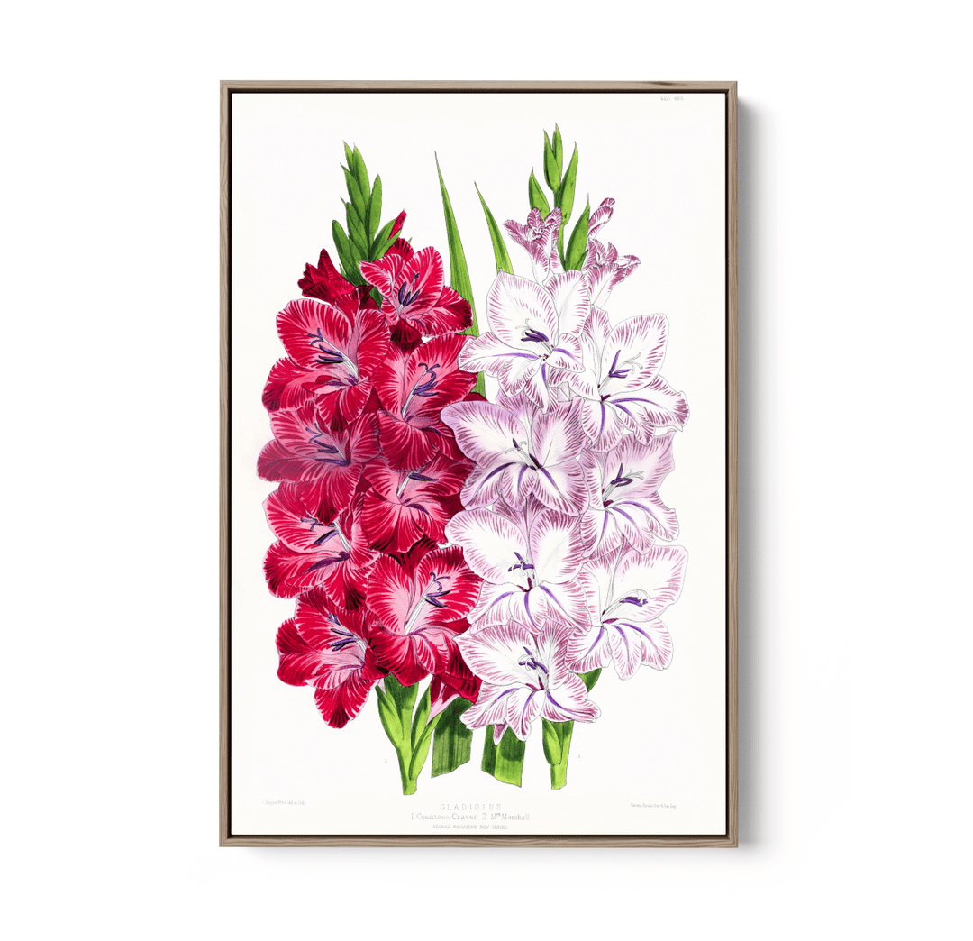 Gladiolus Two from The Floral Magazine (1861 - 1881) by Worthington G. Smith, John N. Fitch and Walter H. Fitch - Botanical Illustration Stretched Canvas or Wall Art Print - I Heart Wall Art - Poster Print, Canvas Print or Framed Art Print