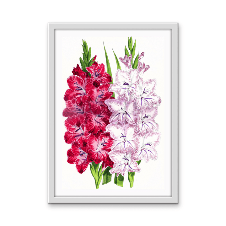 Gladiolus Two from The Floral Magazine (1861 - 1881) by Worthington G. Smith, John N. Fitch and Walter H. Fitch - Botanical Illustration Stretched Canvas or Wall Art Print - I Heart Wall Art - Poster Print, Canvas Print or Framed Art Print