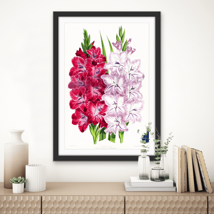 Gladiolus Two from The Floral Magazine (1861 - 1881) by Worthington G. Smith, John N. Fitch and Walter H. Fitch - Botanical Illustration Stretched Canvas or Wall Art Print - I Heart Wall Art - Poster Print, Canvas Print or Framed Art Print