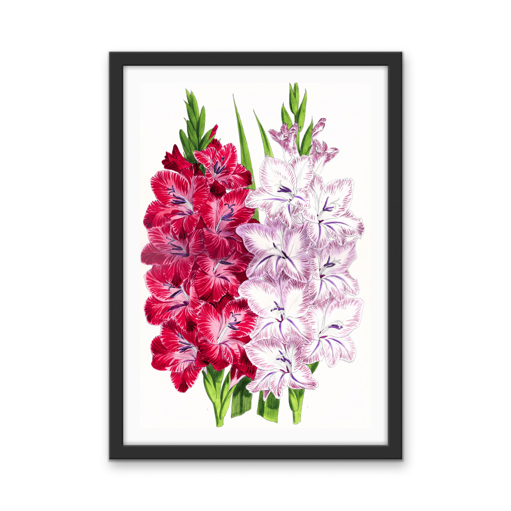 Gladiolus Two from The Floral Magazine (1861 - 1881) by Worthington G. Smith, John N. Fitch and Walter H. Fitch - Botanical Illustration Stretched Canvas or Wall Art Print - I Heart Wall Art - Poster Print, Canvas Print or Framed Art Print