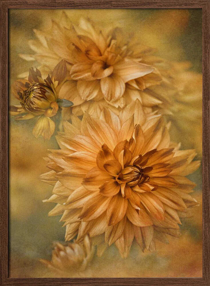 Golden Autumn Dahlias - Floral Photographic Stretched Canvas Poster or Fine Art Print