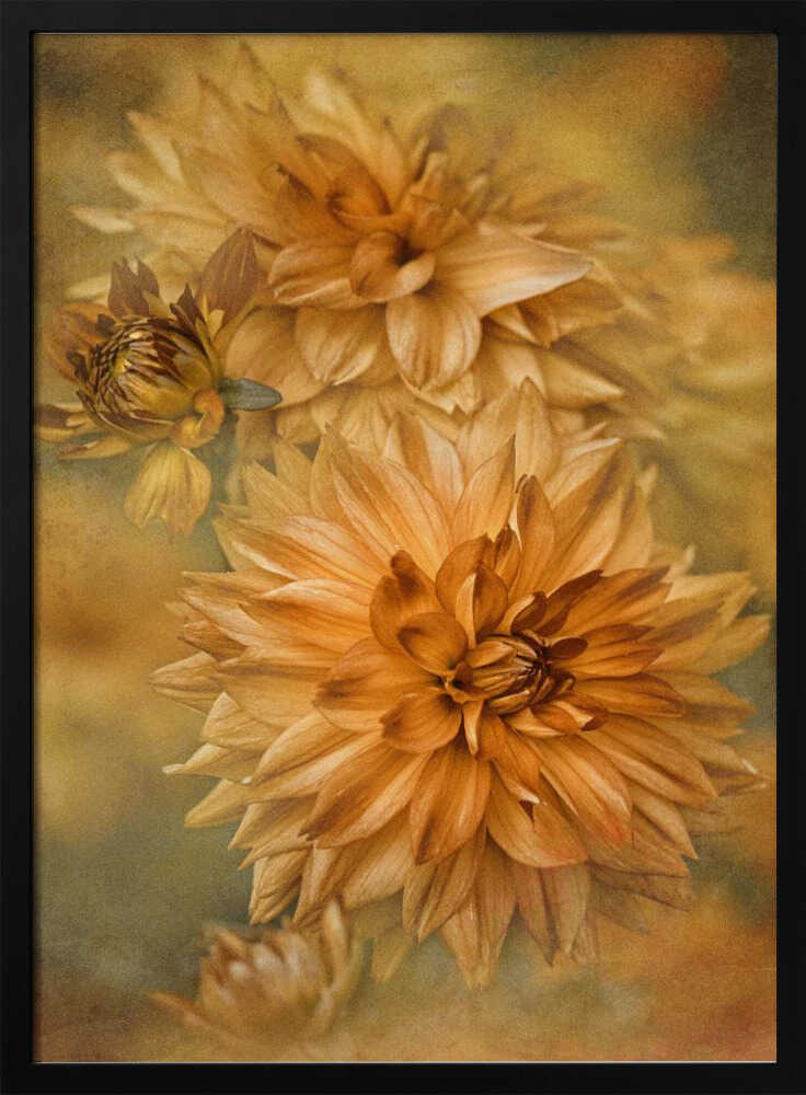 Golden Autumn Dahlias - Floral Photographic Stretched Canvas Poster or Fine Art Print