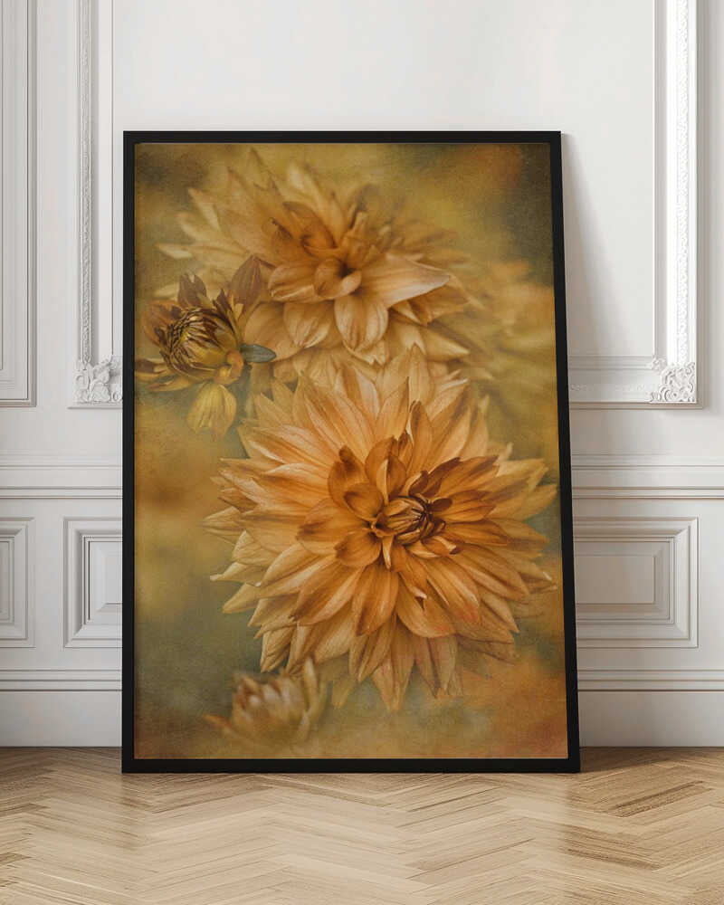 Golden Autumn Dahlias - Floral Photographic Stretched Canvas Poster or Fine Art Print