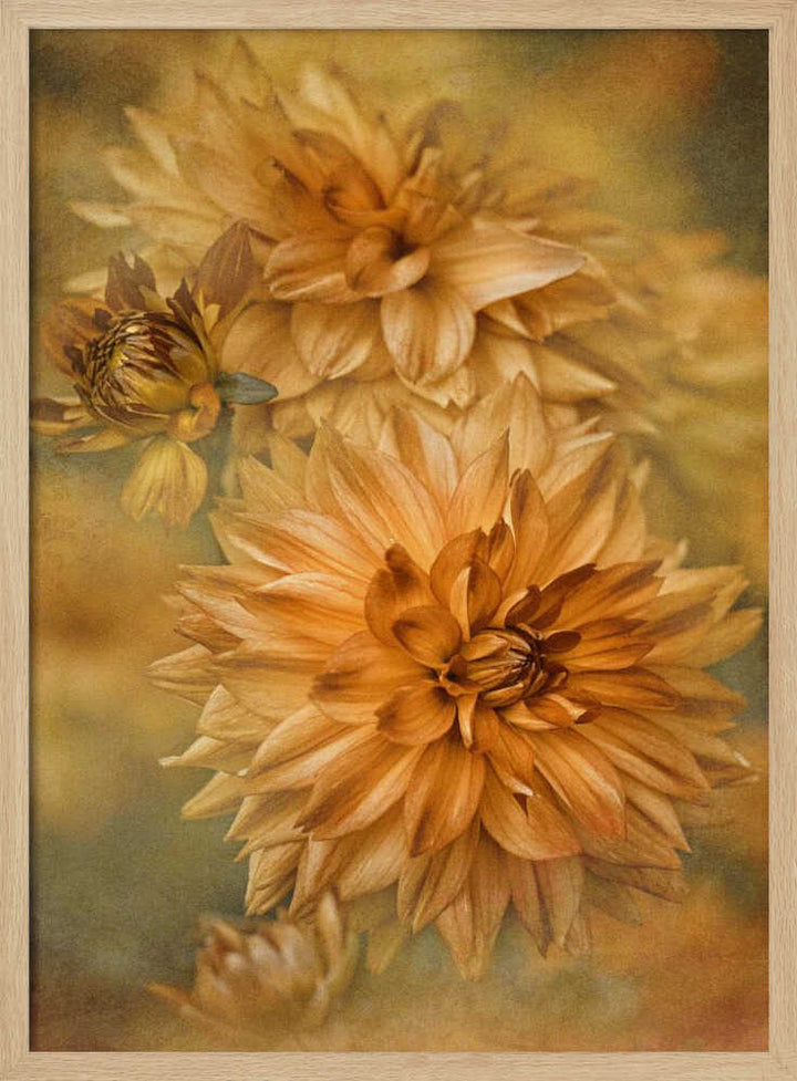 Golden Autumn Dahlias - Floral Photographic Stretched Canvas Poster or Fine Art Print