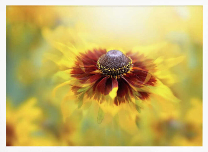 Golden Dream Bloom - Floral Photographic Stretched Canvas Poster or Fine Art Print