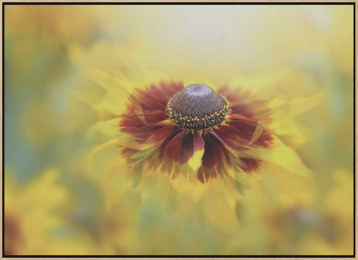 Golden Dream Bloom - Floral Photographic Stretched Canvas Poster or Fine Art Print