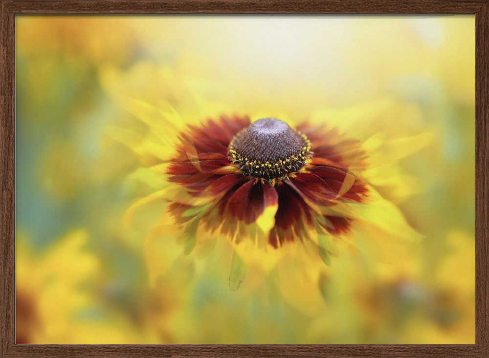 Golden Dream Bloom - Floral Photographic Stretched Canvas Poster or Fine Art Print