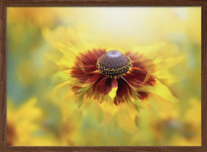 Golden Dream Bloom - Floral Photographic Stretched Canvas Poster or Fine Art Print