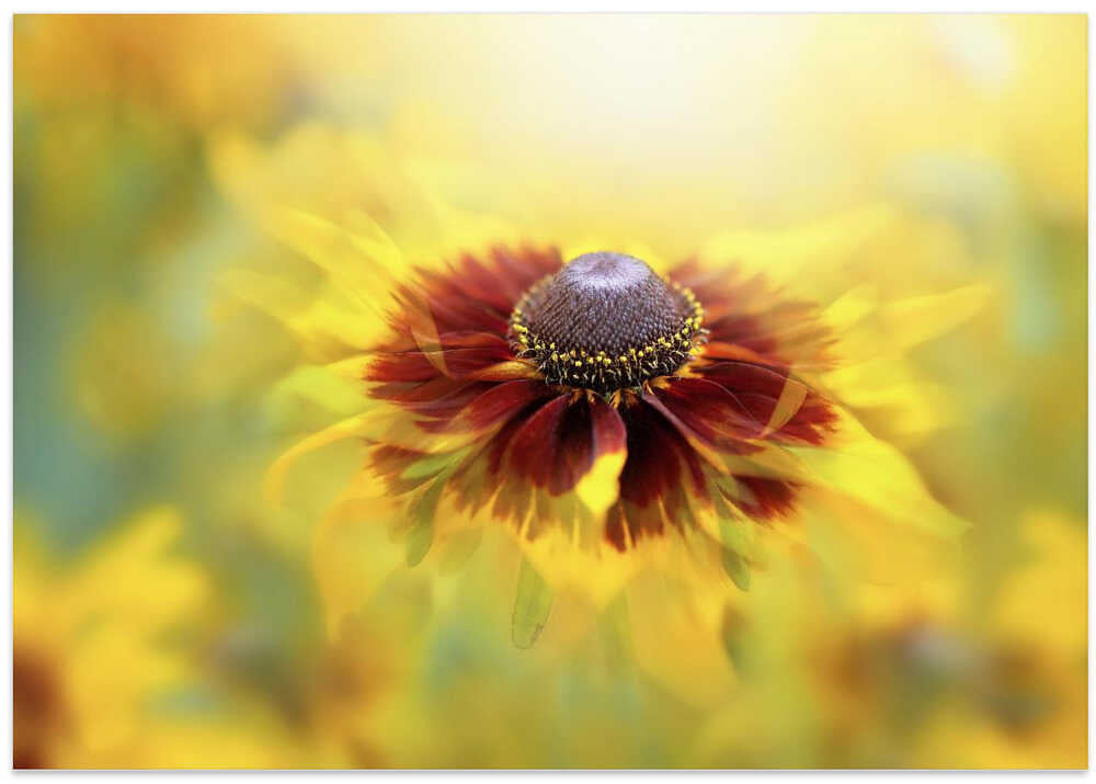 Golden Dream Bloom - Floral Photographic Stretched Canvas Poster or Fine Art Print
