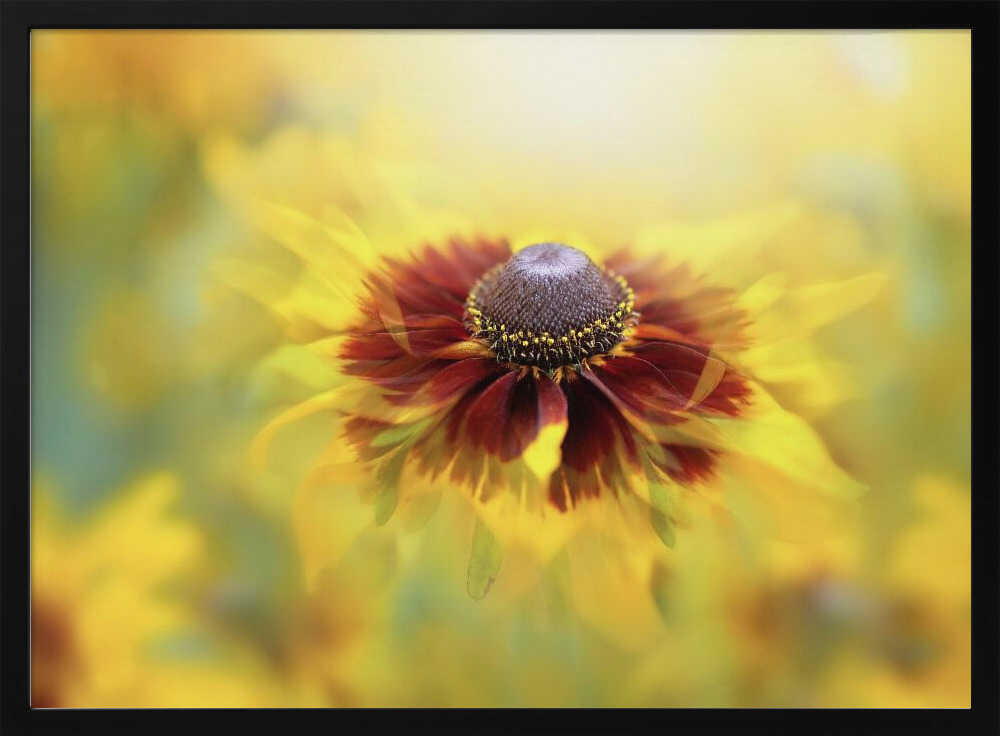 Golden Dream Bloom - Floral Photographic Stretched Canvas Poster or Fine Art Print