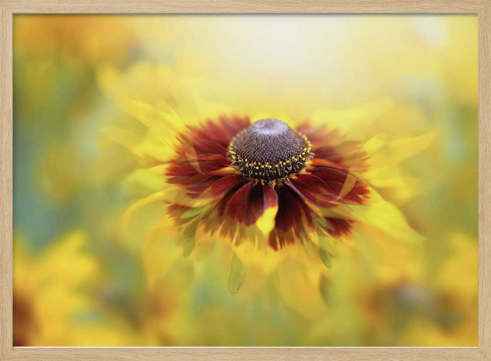 Golden Dream Bloom - Floral Photographic Stretched Canvas Poster or Fine Art Print
