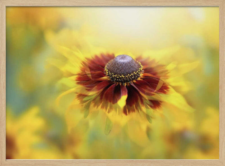 Golden Dream Bloom - Floral Photographic Stretched Canvas Poster or Fine Art Print