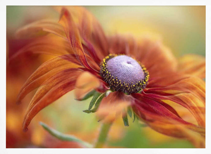Golden Orange Bloom - Floral Photographic Stretched Canvas Poster or Fine Art Print