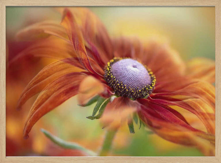 Golden Orange Bloom - Floral Photographic Stretched Canvas Poster or Fine Art Print