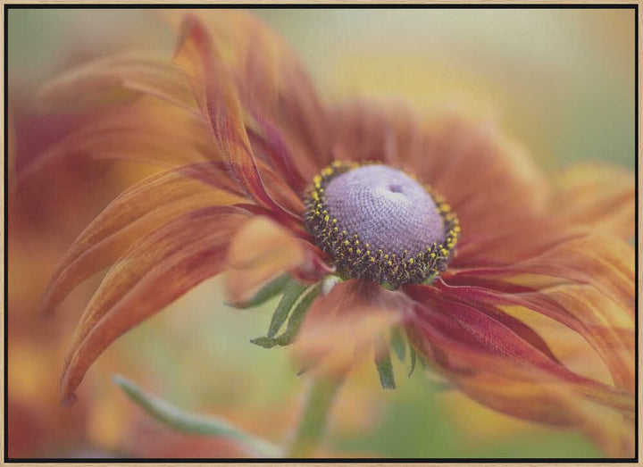 Golden Orange Bloom - Floral Photographic Stretched Canvas Poster or Fine Art Print