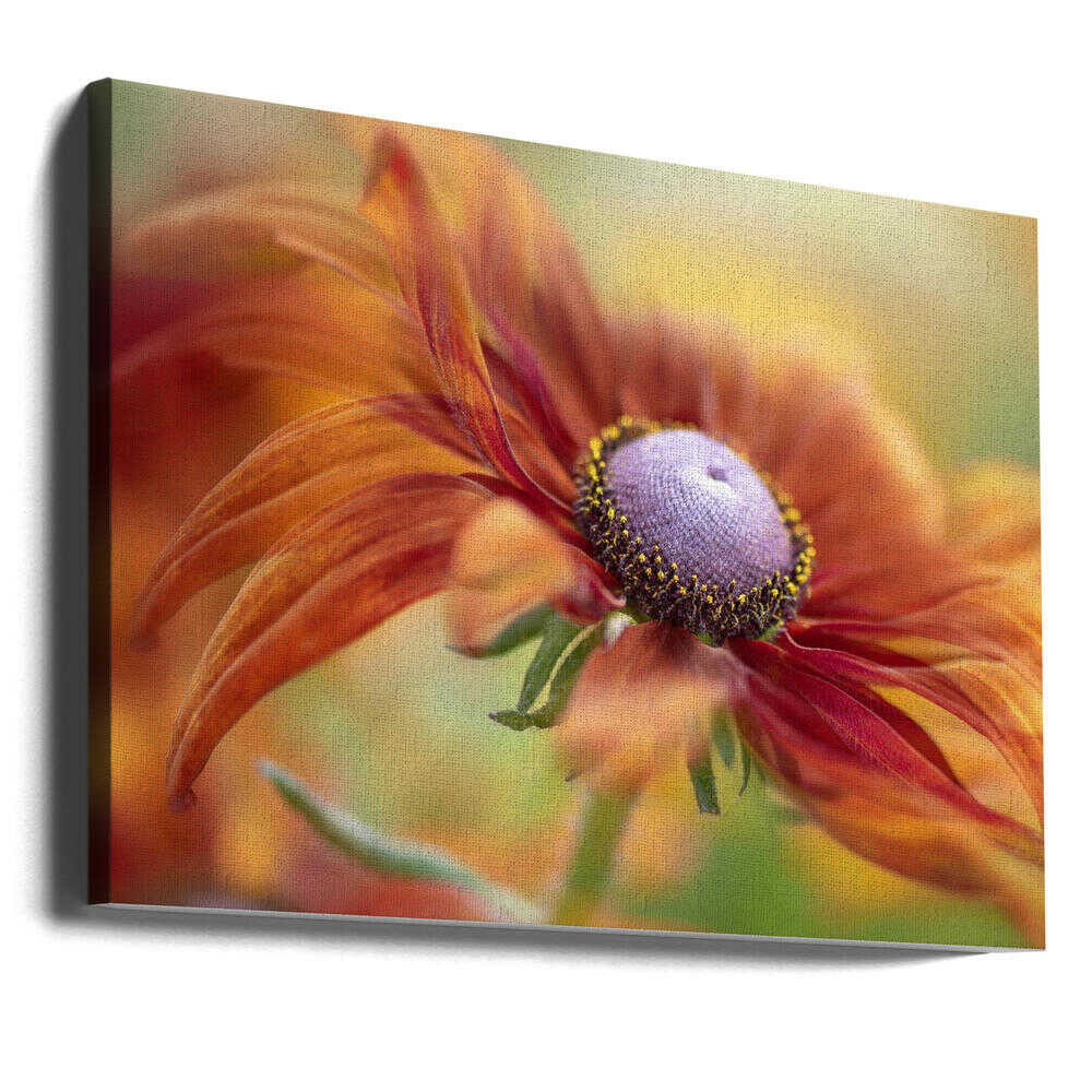 Golden Orange Bloom - Floral Photographic Stretched Canvas Poster or Fine Art Print
