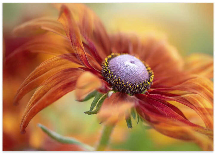 Golden Orange Bloom - Floral Photographic Stretched Canvas Poster or Fine Art Print