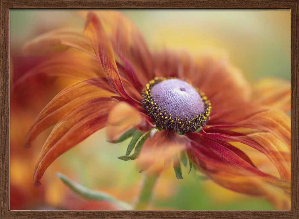 Golden Orange Bloom - Floral Photographic Stretched Canvas Poster or Fine Art Print