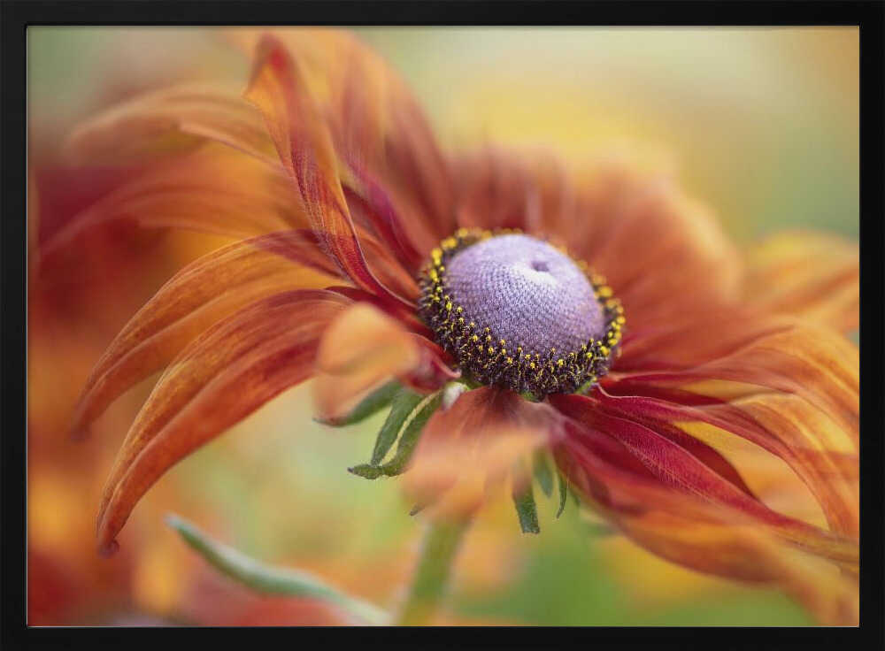 Golden Orange Bloom - Floral Photographic Stretched Canvas Poster or Fine Art Print