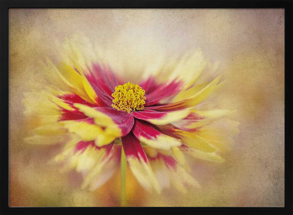 Golden Red Bloom - Floral Photographic Stretched Canvas Poster or Fine Art Print