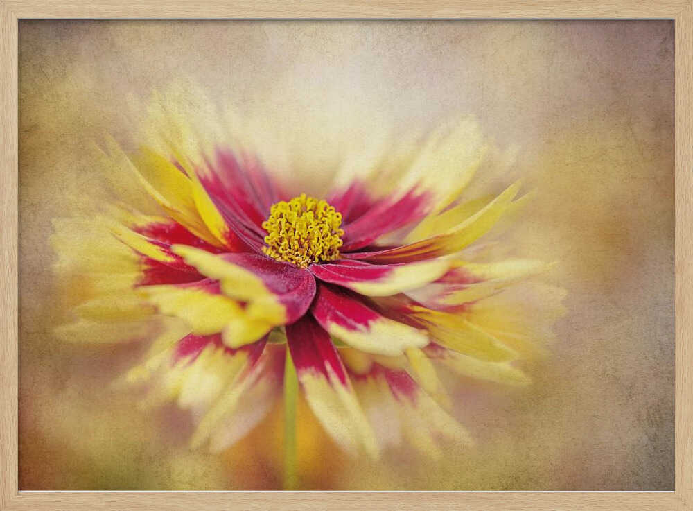 Golden Red Bloom - Floral Photographic Stretched Canvas Poster or Fine Art Print