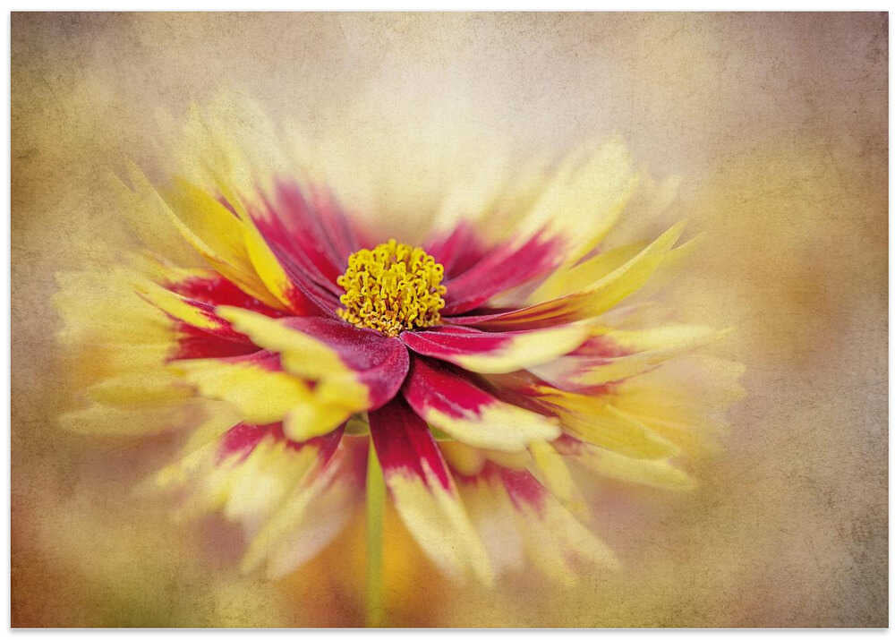 Golden Red Bloom - Floral Photographic Stretched Canvas Poster or Fine Art Print