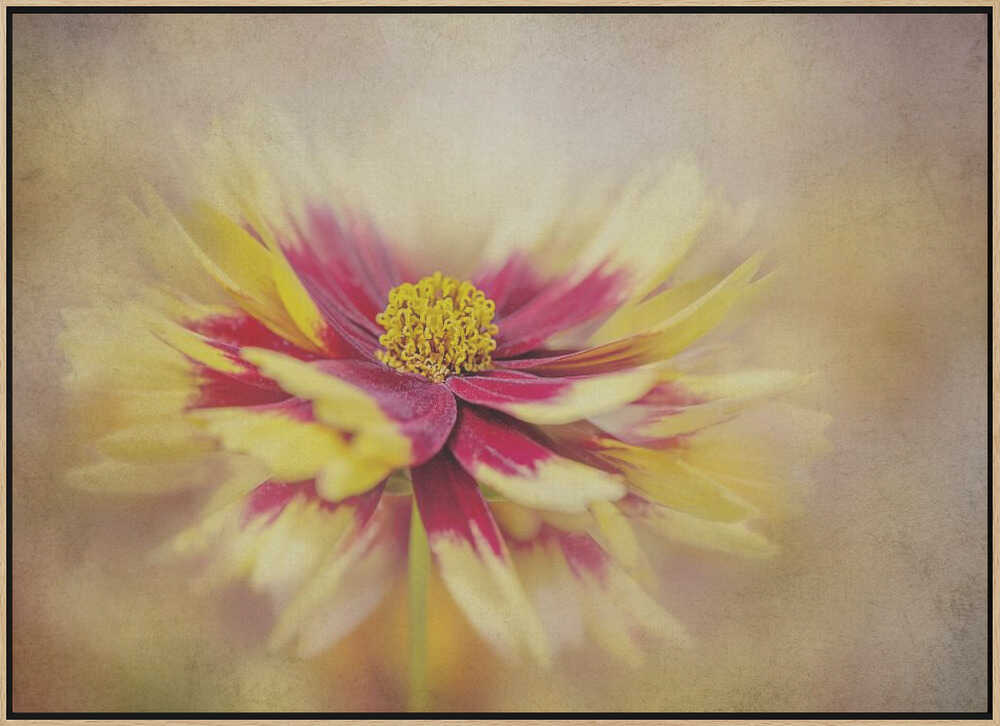 Golden Red Bloom - Floral Photographic Stretched Canvas Poster or Fine Art Print