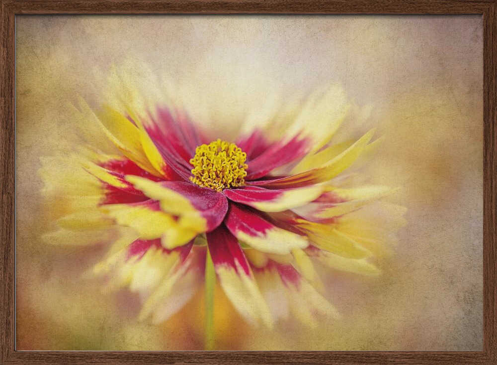 Golden Red Bloom - Floral Photographic Stretched Canvas Poster or Fine Art Print