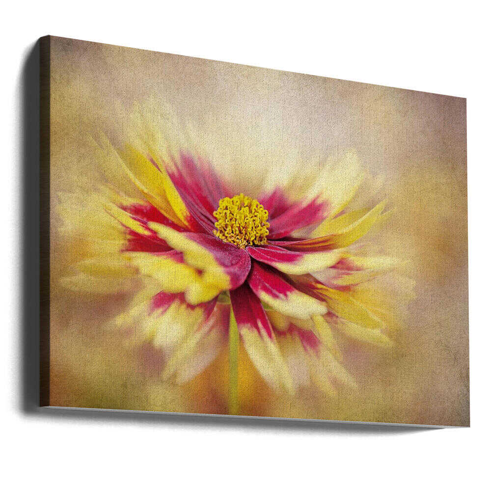 Golden Red Bloom - Floral Photographic Stretched Canvas Poster or Fine Art Print