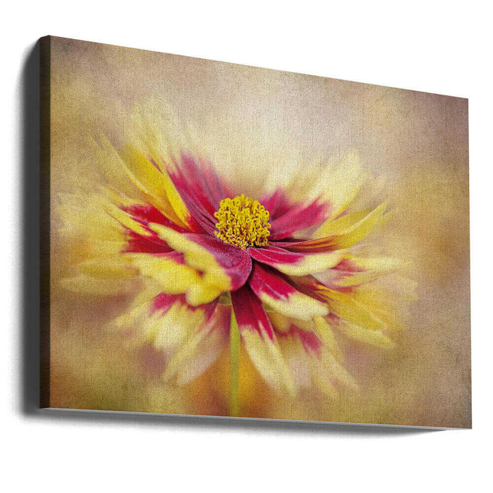 Golden Red Bloom - Floral Photographic Stretched Canvas Poster or Fine Art Print