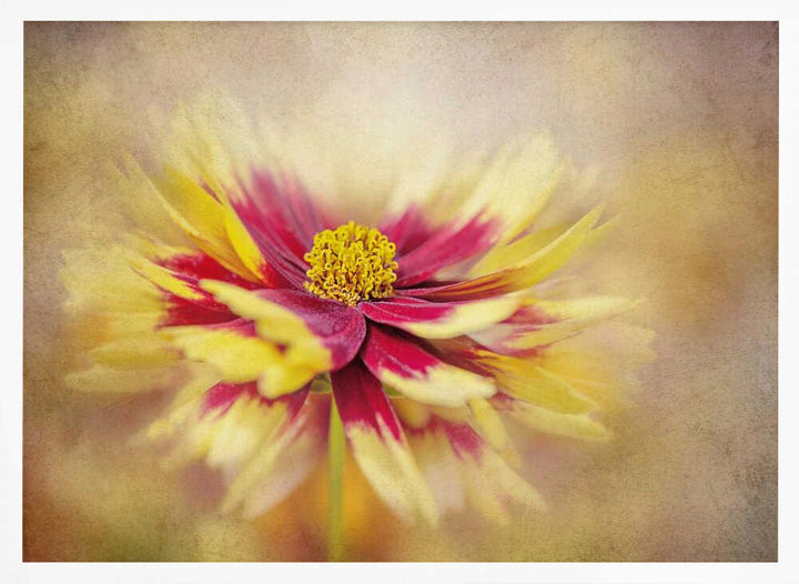 Golden Red Bloom - Floral Photographic Stretched Canvas Poster or Fine Art Print