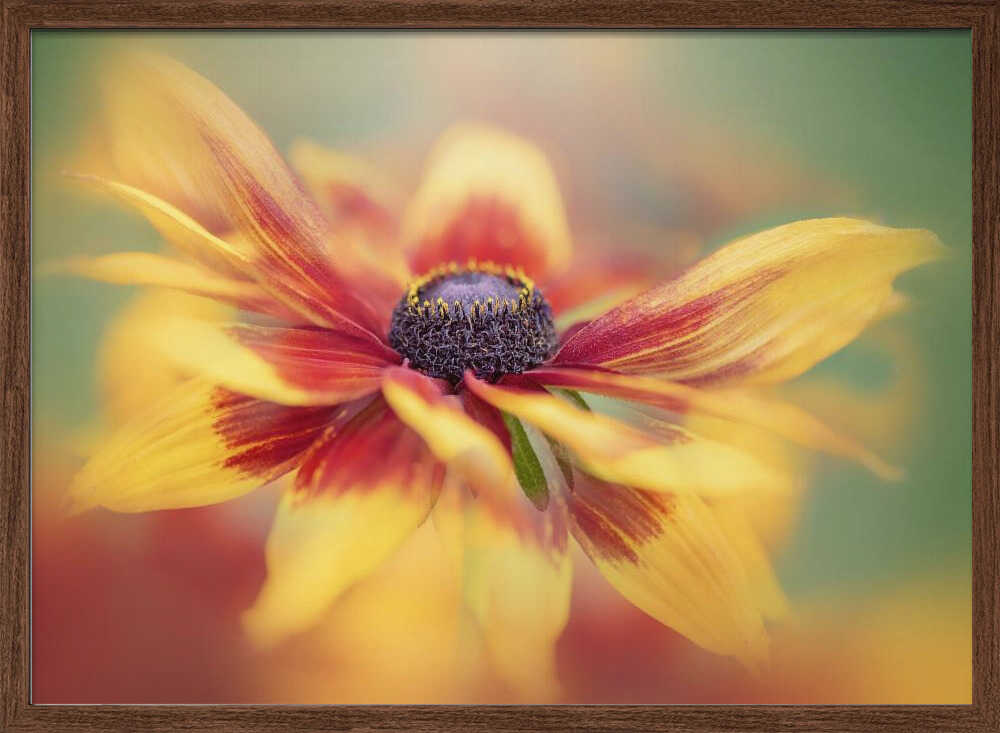 Golden Summer Bloom - Floral Photographic Stretched Canvas Poster or Fine Art Print